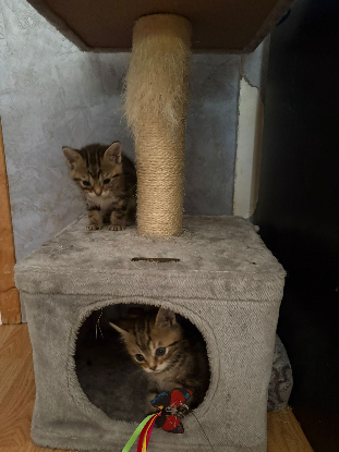 Adopter Nat et nin