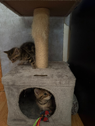 Adoption Nat et nin