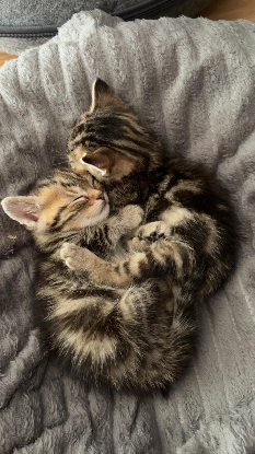 Adoption Nat et nin