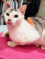 Adopter  chat : Alma