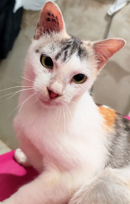 Adopter Alma