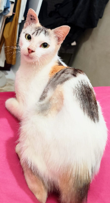 Adoption Alma