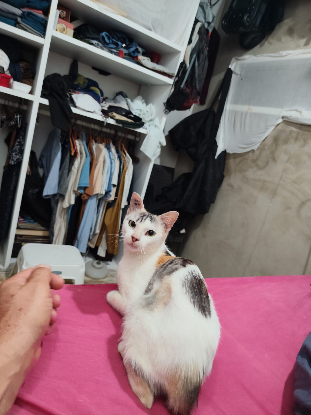 Adoption Alma