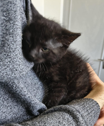 Adopter Banania