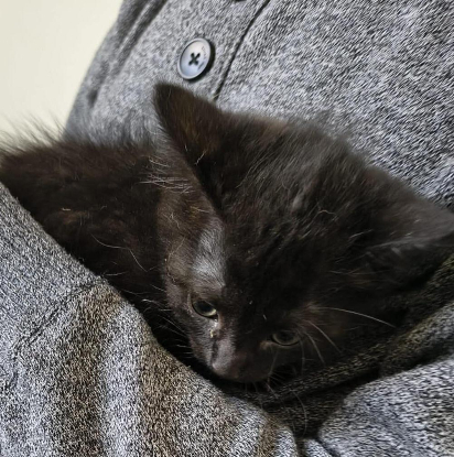 Adopter Banania