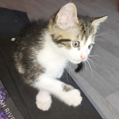 Adopter Bouftou