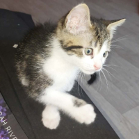 Adopter  chat : Bouftou