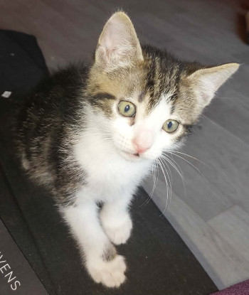 Adopter Bouftou