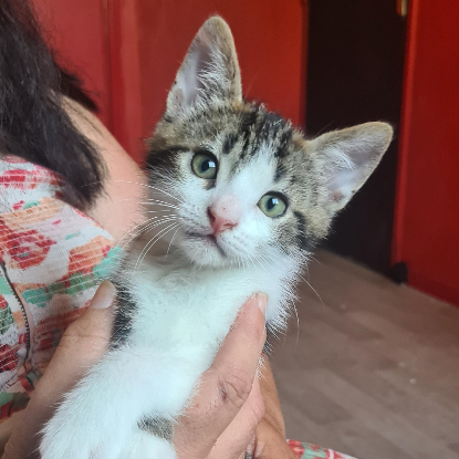 Adopter Bouftou