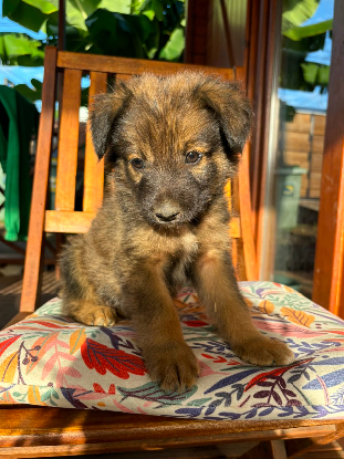 Adopter Monoï