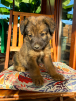 Adopter  chien : Monoï