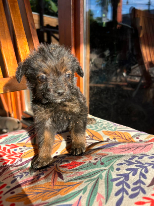 Adopter Blevek