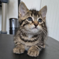 Adopter  chat : Bubblegum