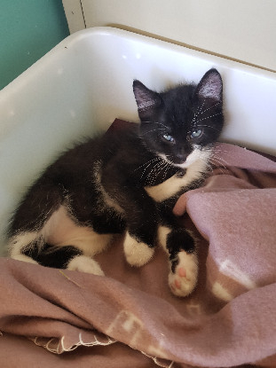 Adopter Figaro