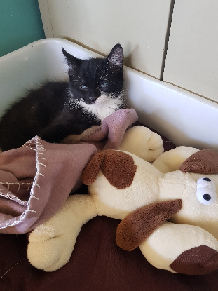 Adopter Figaro