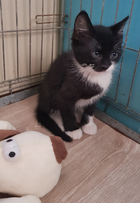 Adoption Figaro