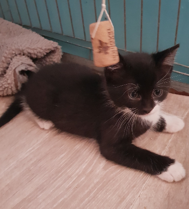 Adopter Figaro