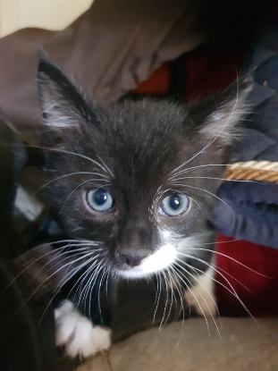 Adoption Figaro
