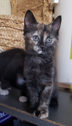 Adopter Mitsy