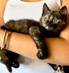 Adopter Mitsy