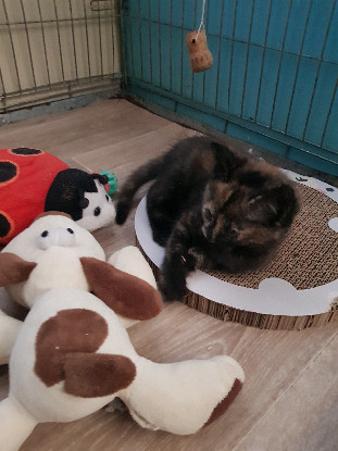 Adopter Mitsy