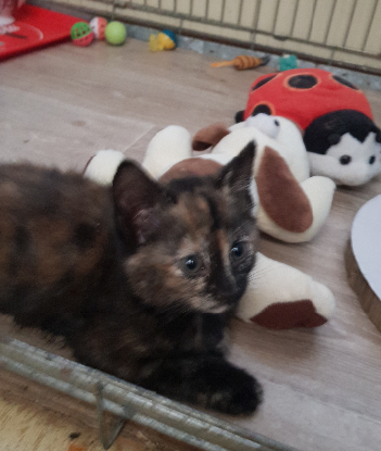 Adoption Mitsy