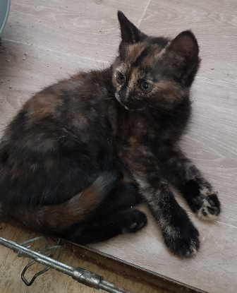 Adoption Mitsy