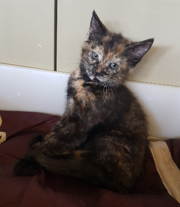 Adopter Paillette