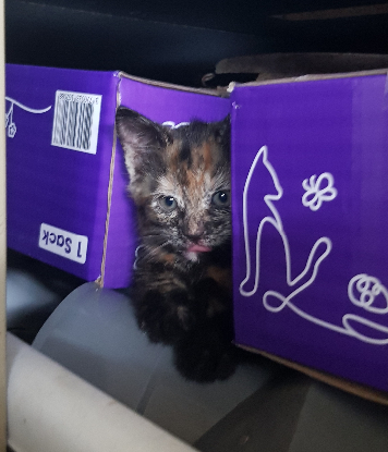 Adopter Paillette