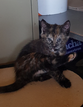 Adopter Paillette