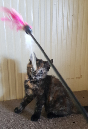 Adoption Paillette