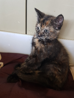 Adoption Paillette