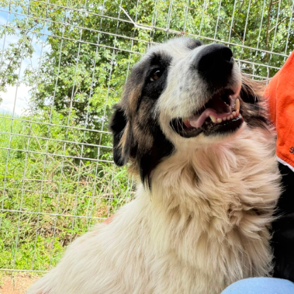 Adopter Liza