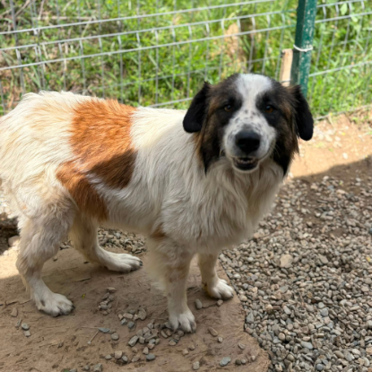 Adoption Liza