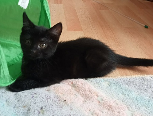 Adopter Bastet