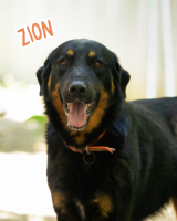 Adopter  chien : Zion