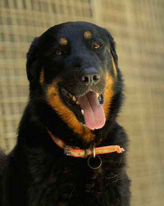 Adopter Zion