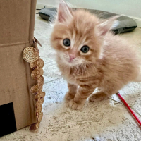 Adopter  chat : Croquette