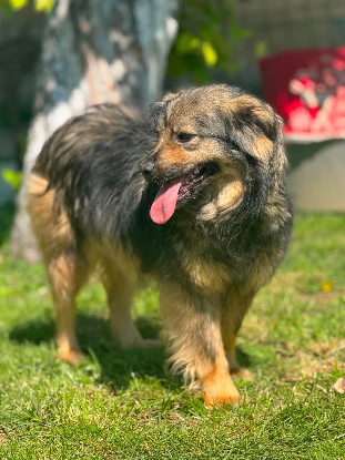 Adopter Sauge