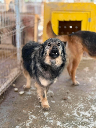 Adopter Sauge