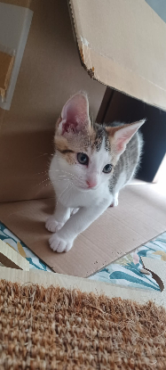 Adopter Seccotine