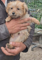 Adopter Gaëto
