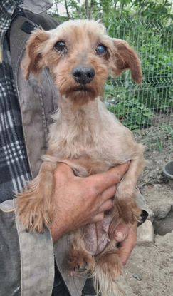 Adopter Cyane