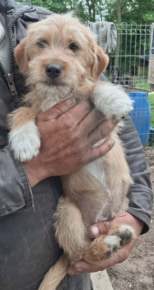 Adopter Fonzy