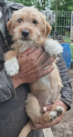 Adopter  chien : Fonzy