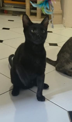 Adopter Roxane
