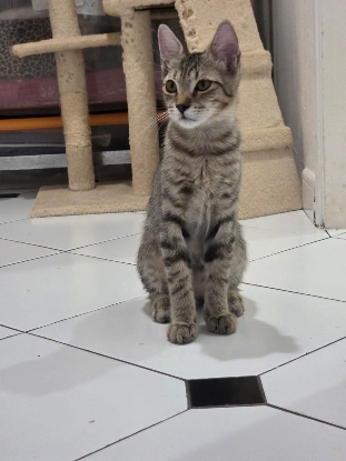 Adopter Orphy