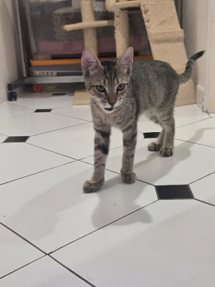 Adopter Orphy