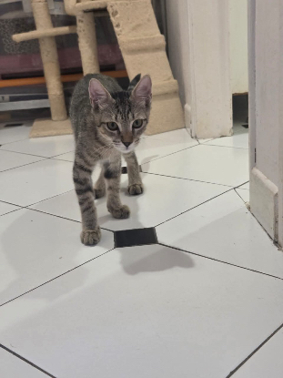 Adopter Orphy