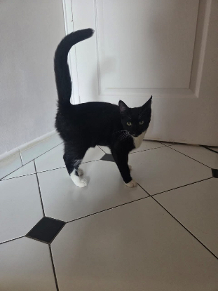 Adopter Sultan